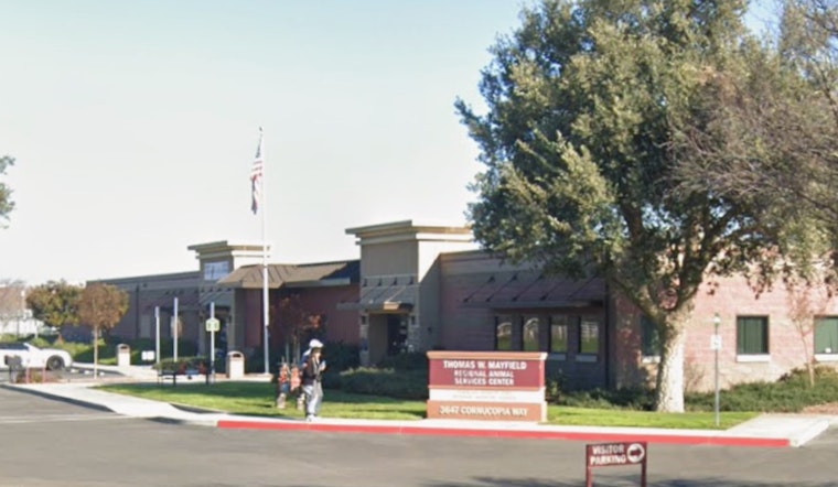 Modesto Shelter’s Grim Countdown: Dozens of Dogs Face Euthanasia