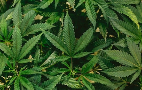 Moldy Weed Scare: Colorado Yanks Sweetwater Cannabis From 31 Pot Shops