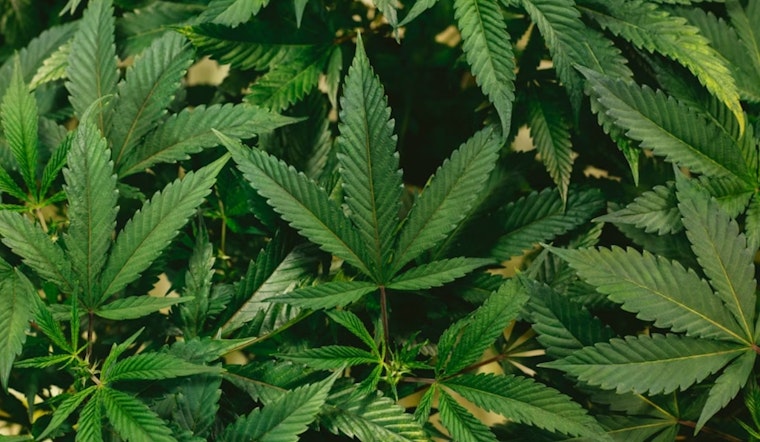 Moldy Weed Scare: Colorado Yanks Sweetwater Cannabis From 31 Pot Shops