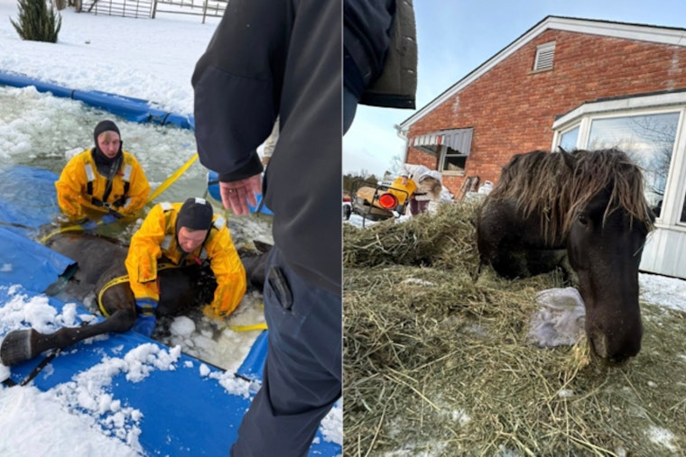 Monroe Township Horse Survives Icy Pool Ordeal, Firefighters Rush In