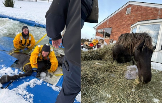 Monroe Township Horse Survives Icy Pool Ordeal, Firefighters Rush In