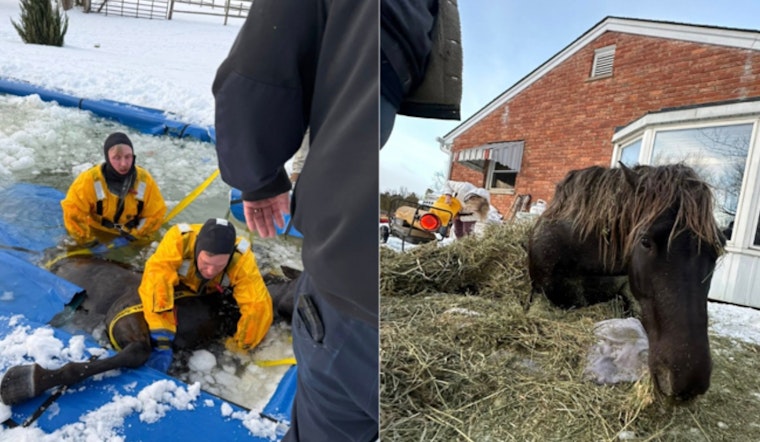 Monroe Township Horse Survives Icy Pool Ordeal, Firefighters Rush In