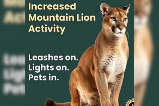 Mountain Lions Stalk Conifer Foothills as Jeffco Sounds Alarm Over Pet Attacks