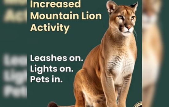 Mountain Lions Stalk Conifer Foothills as Jeffco Sounds Alarm Over Pet Attacks