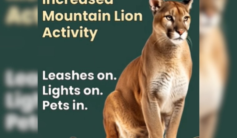 Mountain Lions Stalk Conifer Foothills as Jeffco Sounds Alarm Over Pet Attacks