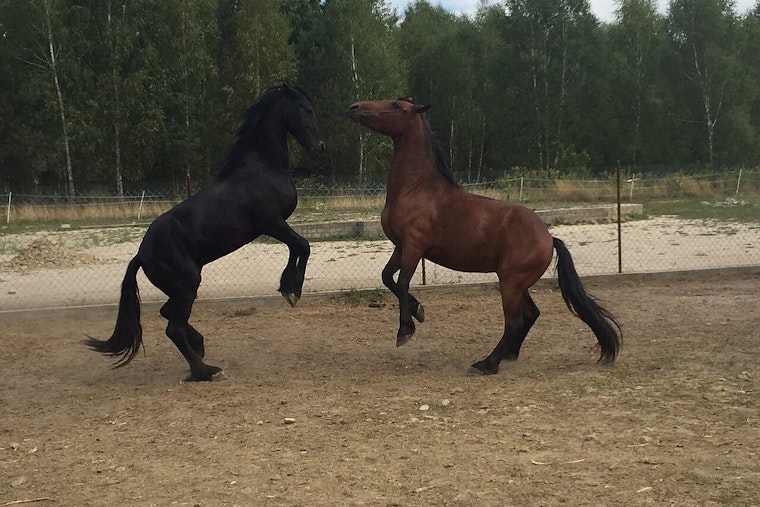 Mukwonago Horse Ranch Rocked As Felon Owner Snared In Gun Case Amid Abuse Probe