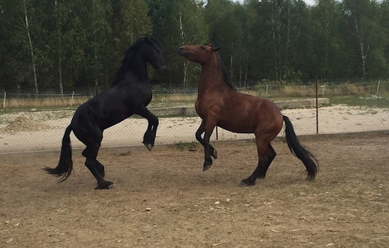 Mukwonago Horse Ranch Rocked As Felon Owner Snared In Gun Case Amid Abuse Probe