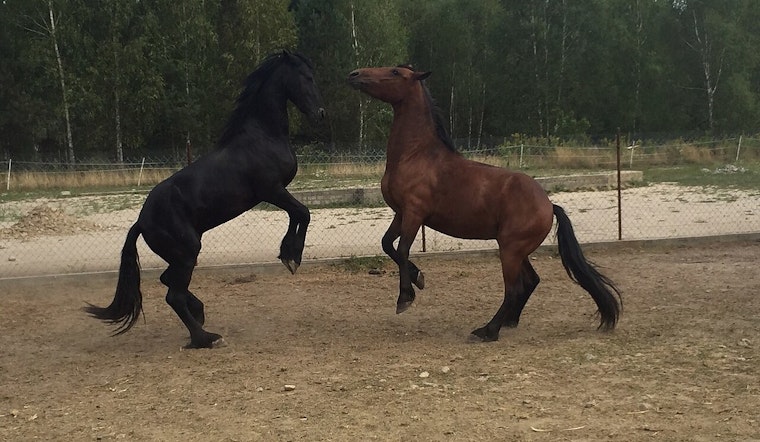 Mukwonago Horse Ranch Rocked As Felon Owner Snared In Gun Case Amid Abuse Probe