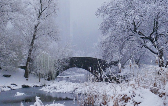 Mystery Body Found In Snowy Hollow Of Central Park