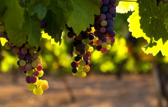 Napa Wine War: Family Vineyard Battles County Over $4 Million Judgment