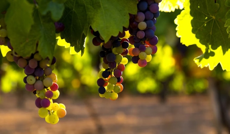Napa Wine War: Family Vineyard Battles County Over $4 Million Judgment