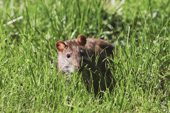 Neon Green Rat Poison Littering Greenpoint Block Has Pet Owners On Edge