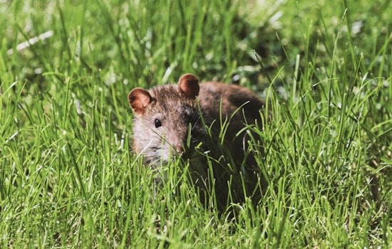 Neon Green Rat Poison Littering Greenpoint Block Has Pet Owners On Edge