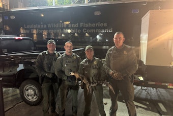 New Orleans Man Charged with Illegally Possessing Alligator, Firearm, and Marijuana on Bourbon Street