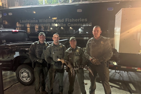 New Orleans Man Charged with Illegally Possessing Alligator, Firearm, and Marijuana on Bourbon Street