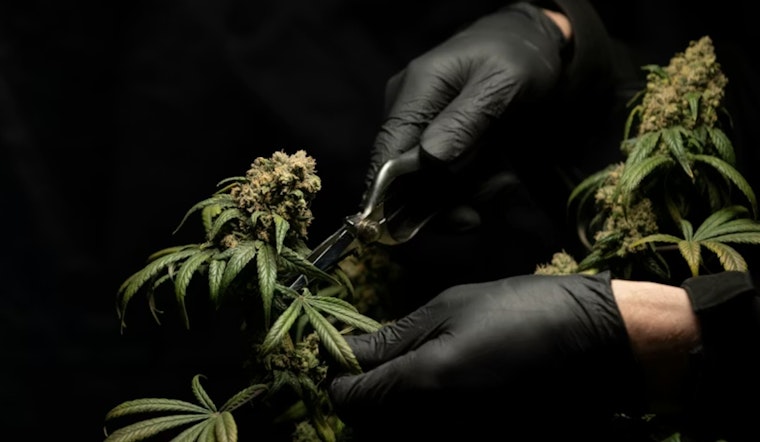 New Weed Tax And Deep Freeze Smack Michigan Pot Sales, Down 16 Percent In January