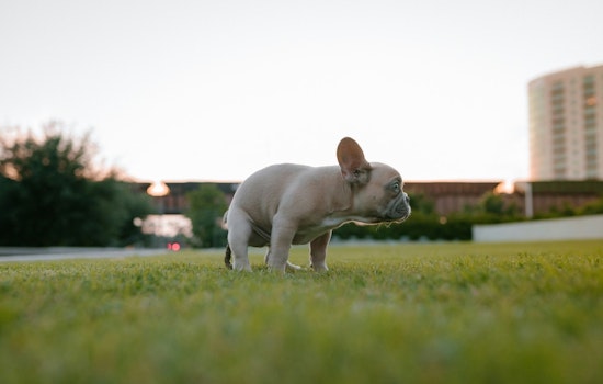 New York City's "Crappiest Block" Revealed as Dog Waste Complaints Soar in Brooklyn