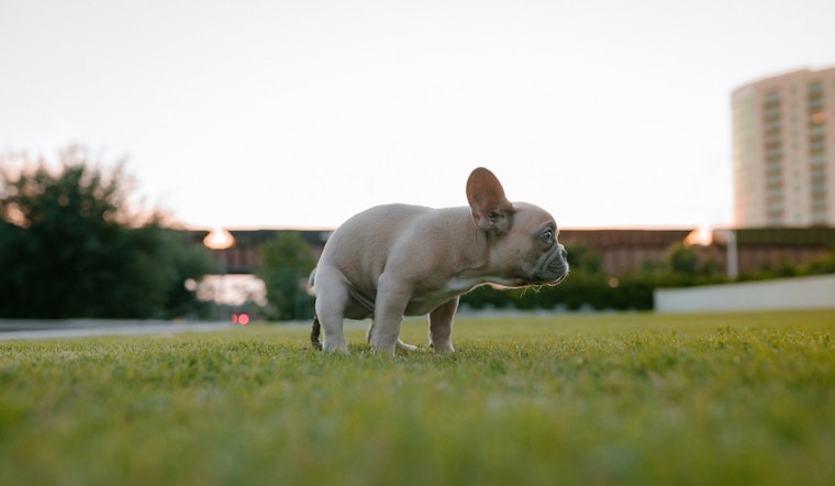 New York City's "Crappiest Block" Revealed as Dog Waste Complaints Soar in Brooklyn