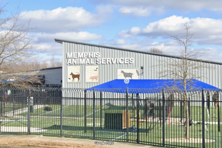 Note at the Gate as Three Dogs Dumped at Packed Memphis Shelter