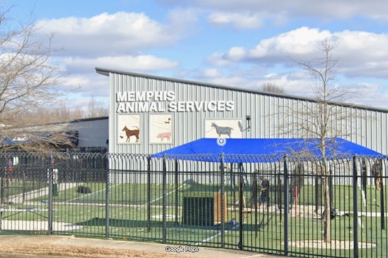 Note at the Gate as Three Dogs Dumped at Packed Memphis Shelter