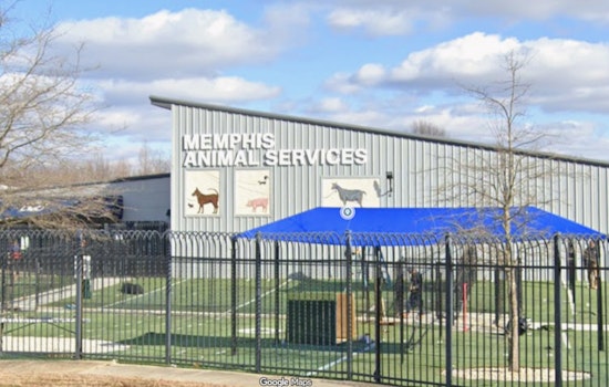Note at the Gate as Three Dogs Dumped at Packed Memphis Shelter