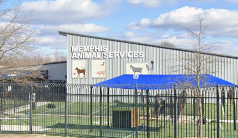 Note at the Gate as Three Dogs Dumped at Packed Memphis Shelter