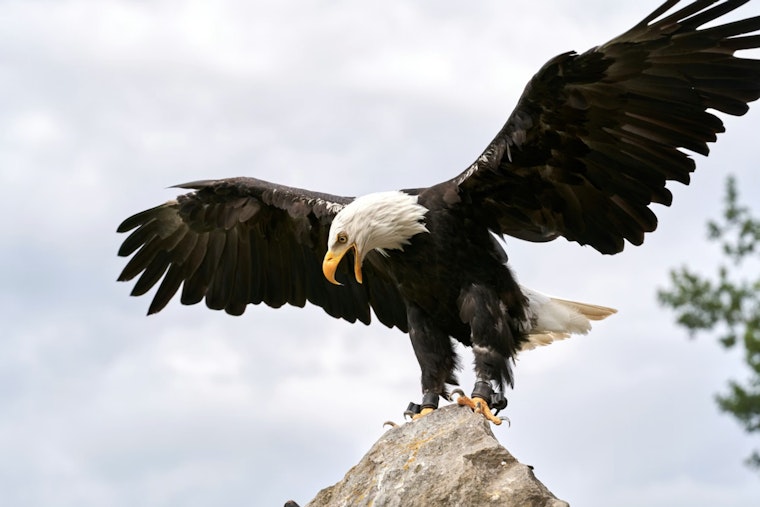 NYPD Harbor Unit Rescues Injured Bald Eagle from Hudson River Ice near George Washington Bridge