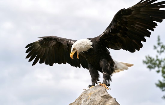 NYPD Harbor Unit Rescues Injured Bald Eagle from Hudson River Ice near George Washington Bridge
