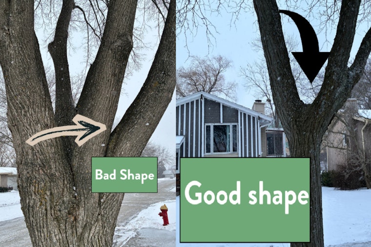 Oak Creek to Remove a Dozen Vulnerable Linden Trees Due to Past Pruning Errors