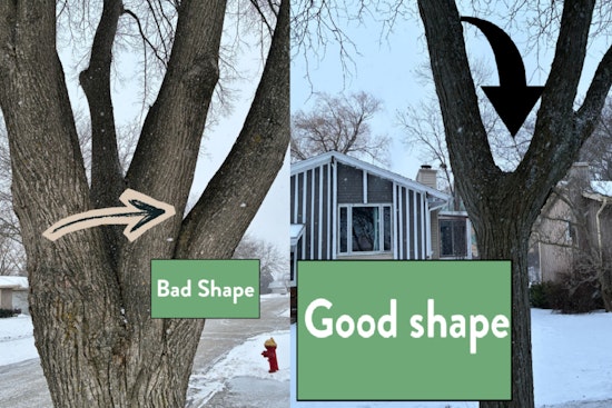 Oak Creek to Remove a Dozen Vulnerable Linden Trees Due to Past Pruning Errors