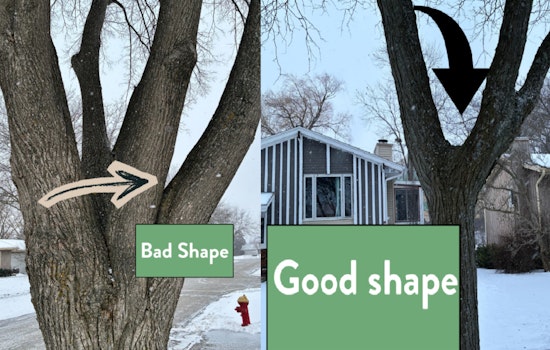 Oak Creek to Remove a Dozen Vulnerable Linden Trees Due to Past Pruning Errors
