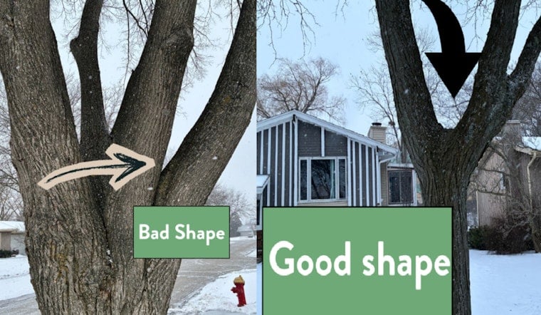 Oak Creek to Remove a Dozen Vulnerable Linden Trees Due to Past Pruning Errors