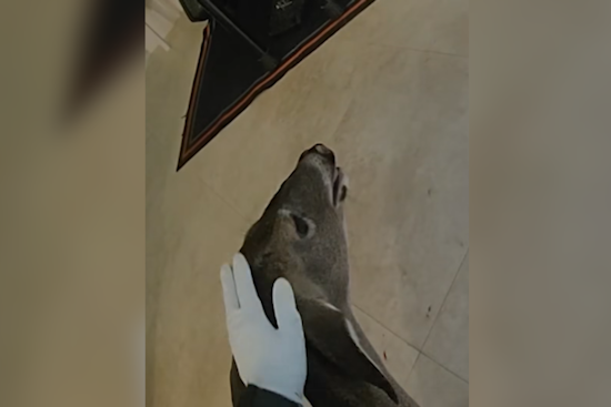 Oh Deer: Orange County Deputies Rescue Confused Buck from Local Home