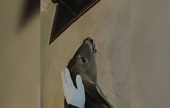 Oh Deer: Orange County Deputies Rescue Confused Buck from Local Home