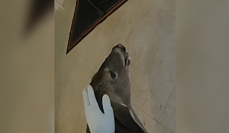 Oh Deer: Orange County Deputies Rescue Confused Buck from Local Home