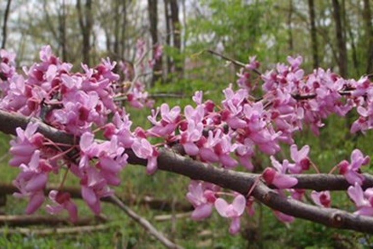 Ohio Gardeners Embrace Native Plant Growth with Franklin District's Annual Tree Sale
