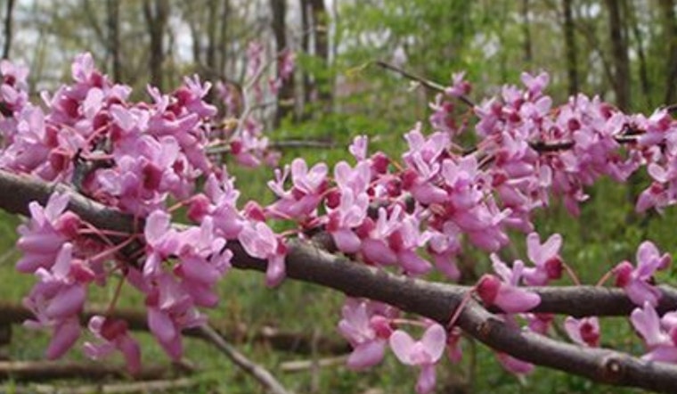Ohio Gardeners Embrace Native Plant Growth with Franklin District's Annual Tree Sale