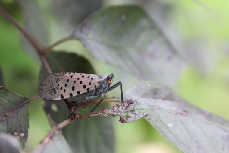 Ohio Implements Statewide Quarantine to Combat Spotted Lanternfly Threat to Agriculture