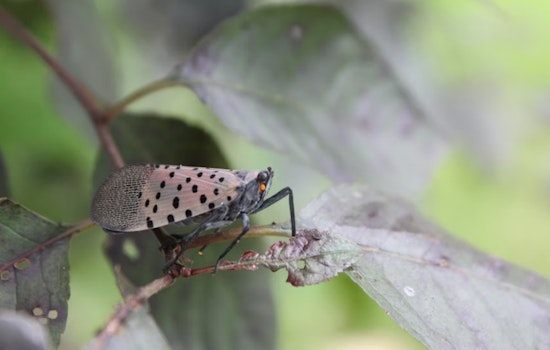 Ohio Implements Statewide Quarantine to Combat Spotted Lanternfly Threat to Agriculture