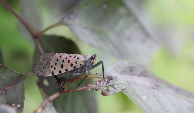 Ohio Implements Statewide Quarantine to Combat Spotted Lanternfly Threat to Agriculture