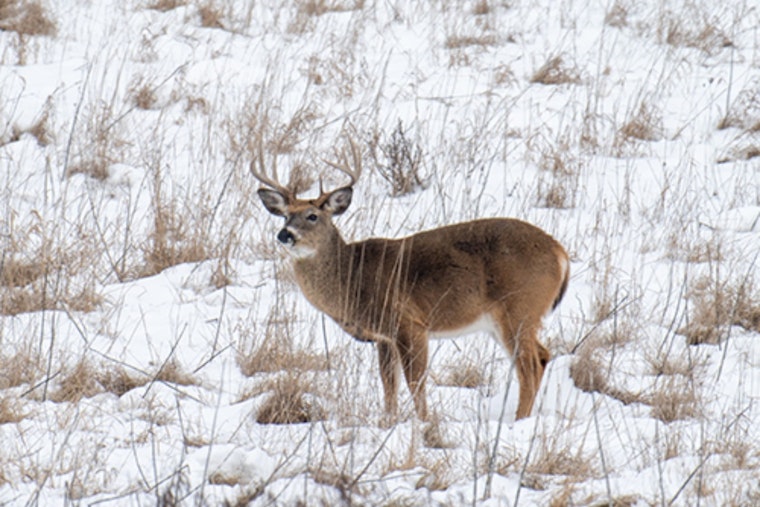 Ohio Marks Seventh-Highest Deer Harvest on Record Despite Slight Dip from Last Year