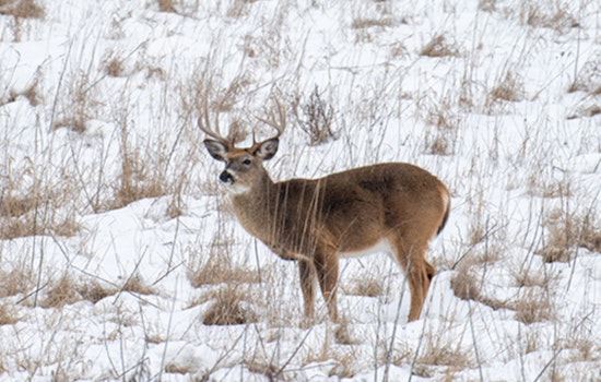 Ohio Marks Seventh-Highest Deer Harvest on Record Despite Slight Dip from Last Year