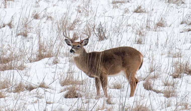 Ohio Marks Seventh-Highest Deer Harvest on Record Despite Slight Dip from Last Year