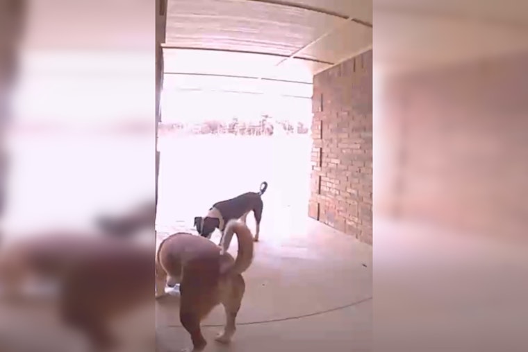 Oklahoma City Charmed by Canine Culprits in Porch Piracy Caper, Police Issue Playful 'Charges'