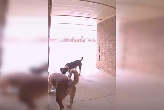 Oklahoma City Charmed by Canine Culprits in Porch Piracy Caper, Police Issue Playful 'Charges'