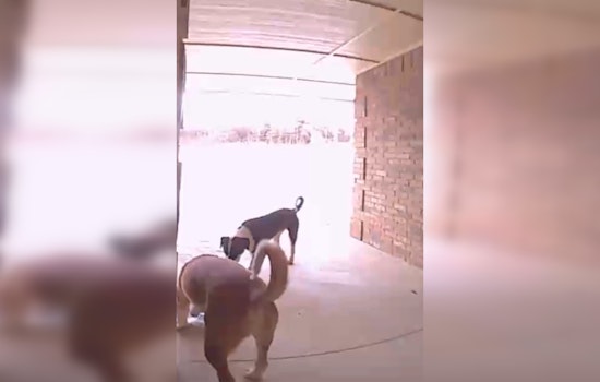 Oklahoma City Charmed by Canine Culprits in Porch Piracy Caper, Police Issue Playful 'Charges'