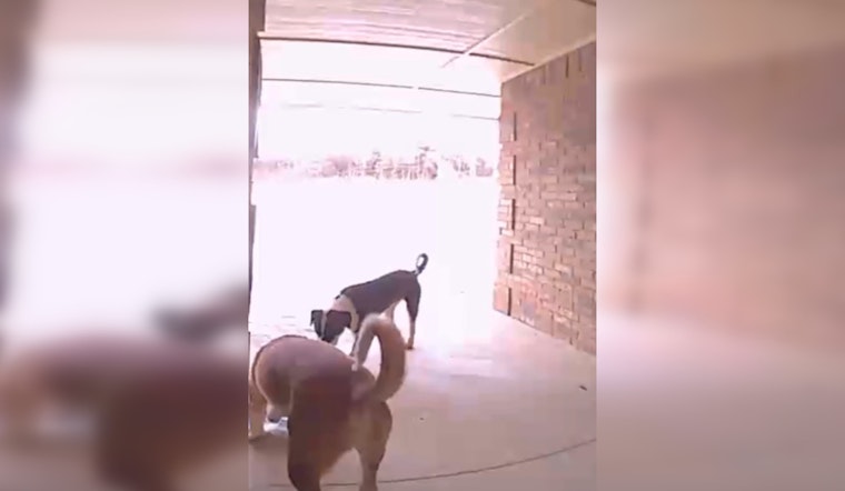 Oklahoma City Charmed by Canine Culprits in Porch Piracy Caper, Police Issue Playful 'Charges'