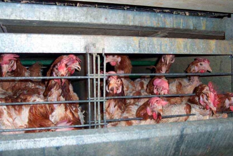 Oklahoma Governor Stitt Criticizes Delays in Poultry Settlement Talks, Lauds Local Farmers' Resilience