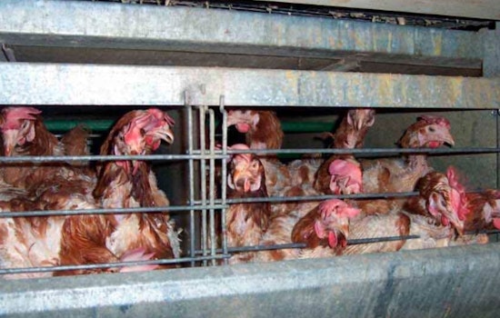 Oklahoma Governor Stitt Criticizes Delays in Poultry Settlement Talks, Lauds Local Farmers' Resilience