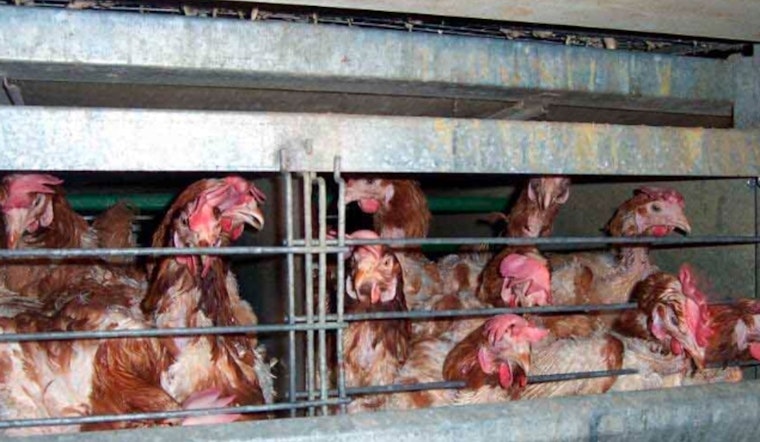 Oklahoma Governor Stitt Criticizes Delays in Poultry Settlement Talks, Lauds Local Farmers' Resilience